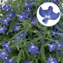 Afbeelding van Lobelia P12 Blue